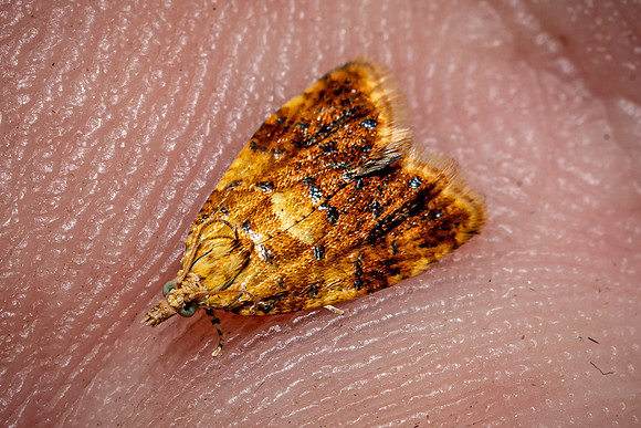 Pseudargyrotoza conwagana (Tortricidae family)