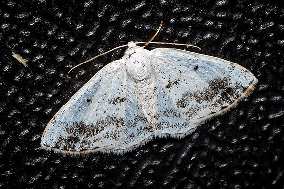 Clouded Silver