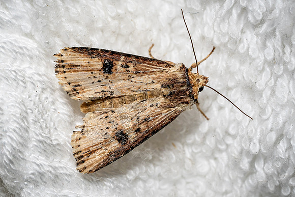 The Flame (open wing)