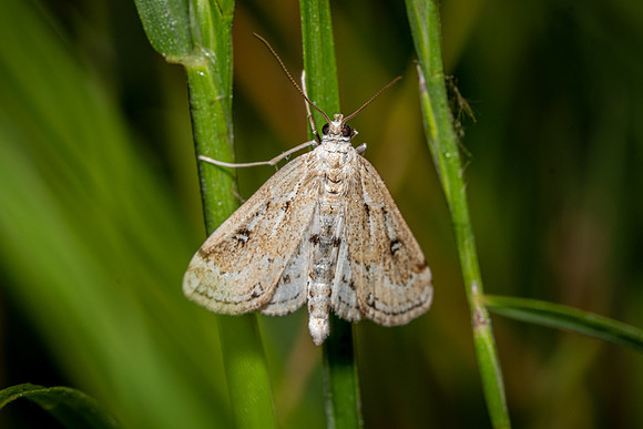 Ringed China Mark