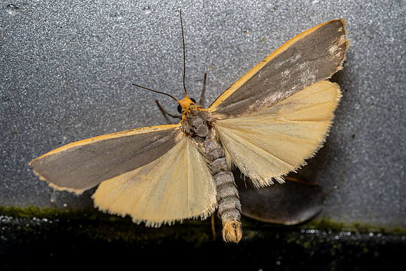 Common Footman (open wings)