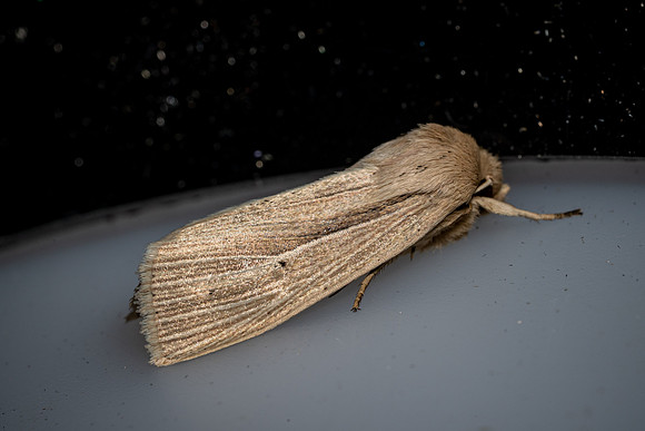 Smokey Wainscott
