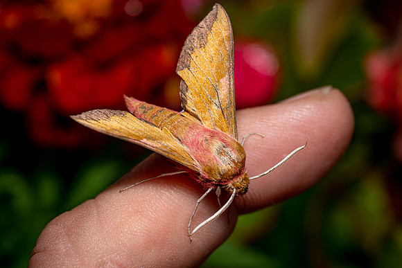 Small Elephant Hawk Moth