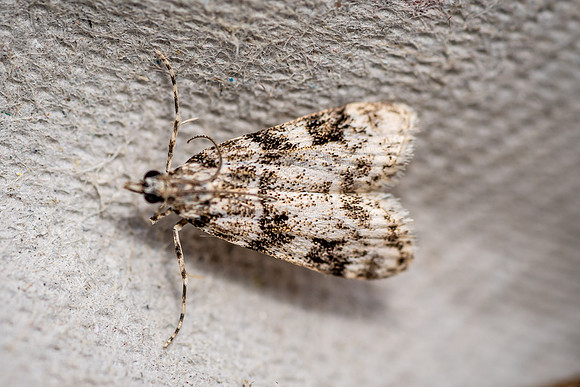 Scoparia ambigualis