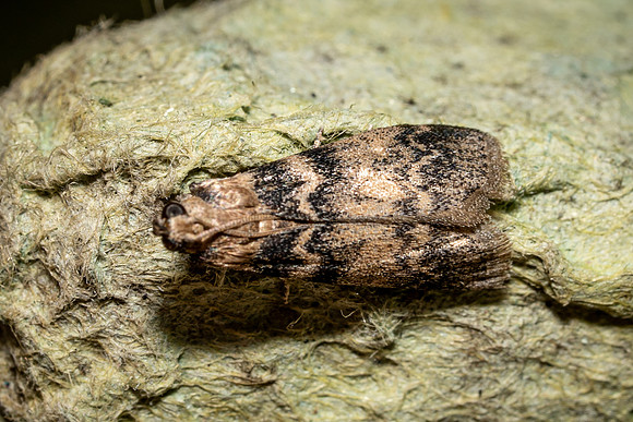 Euzophera pinguis