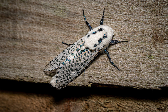 Leopard Moth