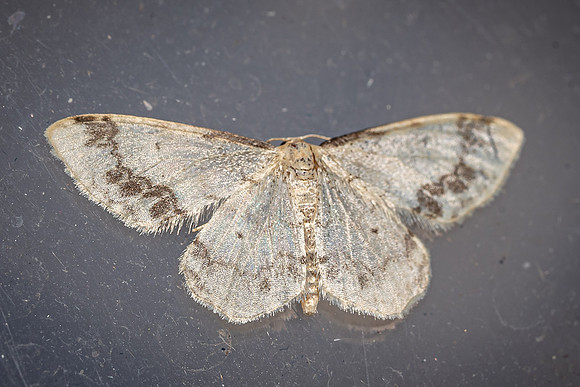 Treble Brown Spot