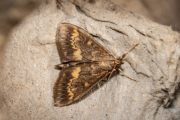 European Corn-borer