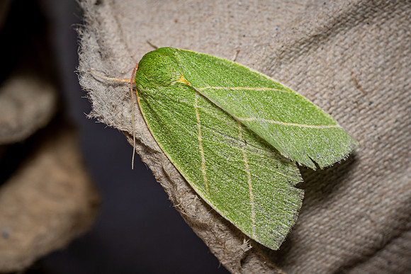Scarce Silver Lines