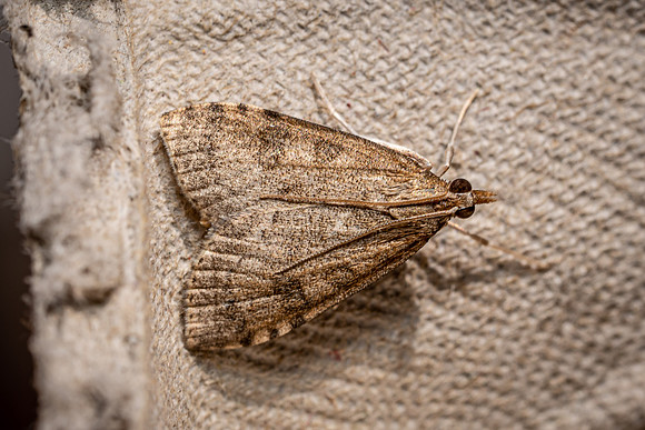 Udea prunalis