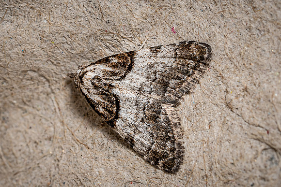 Short-cloaked Moth