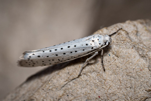 Cherry Ermine