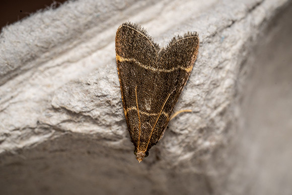 Hypsopygia glaucinalis