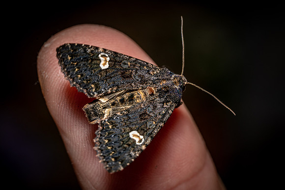 Dot Moth