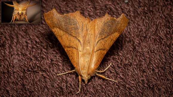 Dusky Thorn