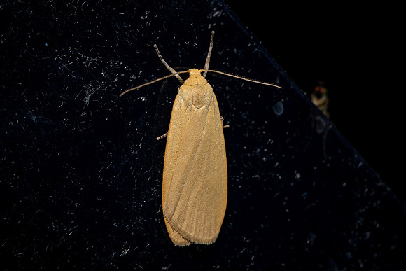 Dingy Footman