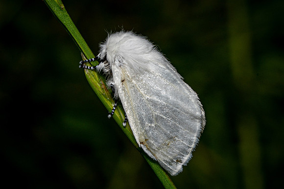 Satin Moth