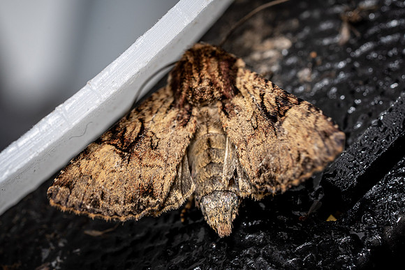 Clouded Brindle