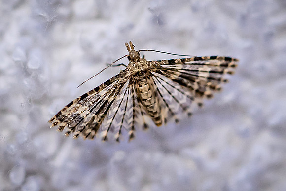 Twenty Plume Moth