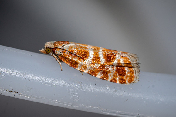 Tortrix - rhyacionia pinicolana