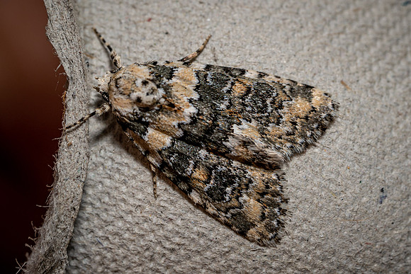 Marbled Beauty