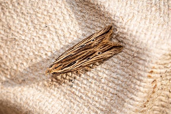 Monochroa palustrellus