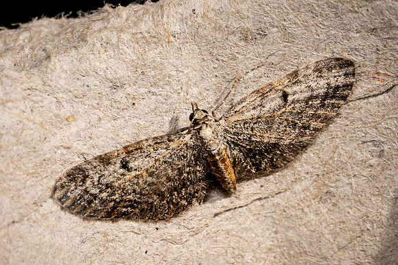 Slender Pug