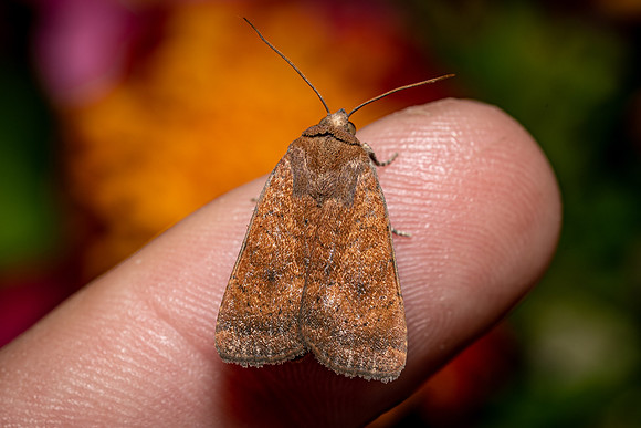 Least Yellow Underwing