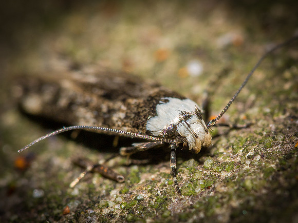 White Shouldered House Moth
