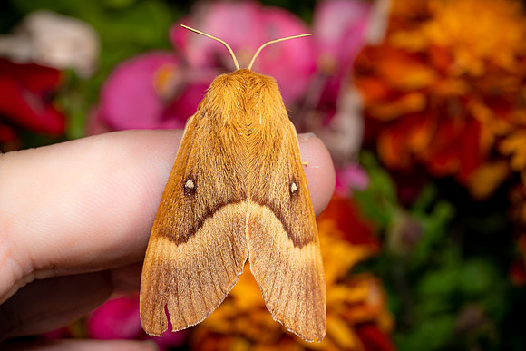 Oak Eggar