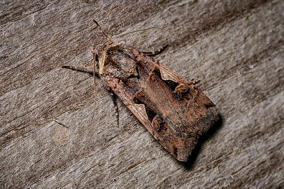 Setacious Hebrew Character