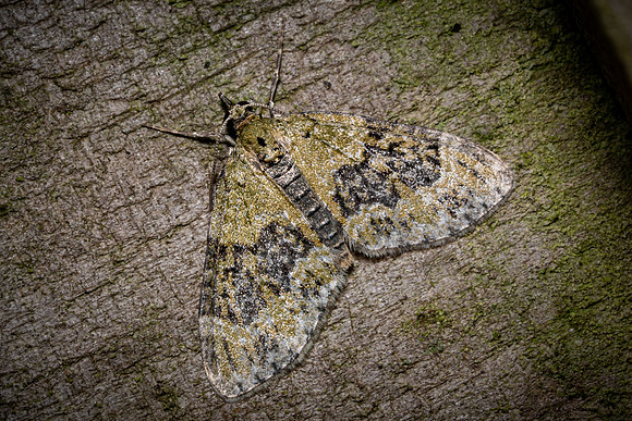 Yellow-barred Brindle