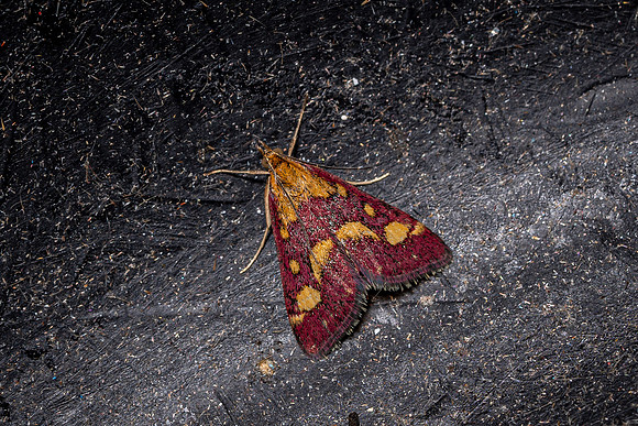 Mint Moth