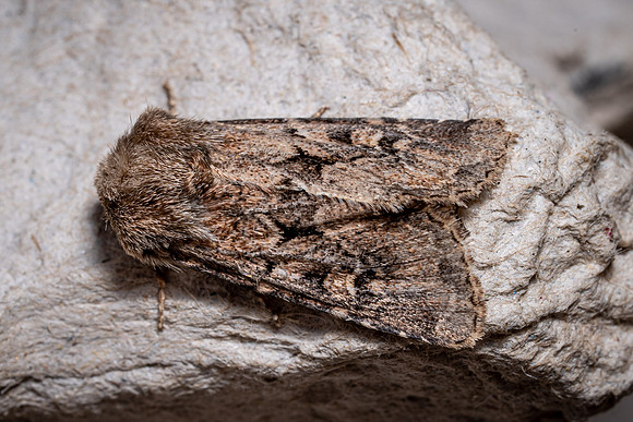 Flounced Rustic