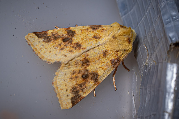 Sallow