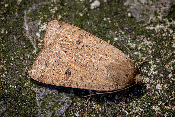 Lesser Yellow Underwing