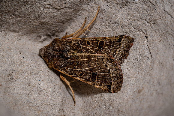 Lunar Underwing