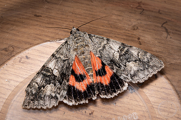Red Underwing