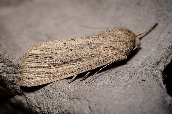 Large Wainscott