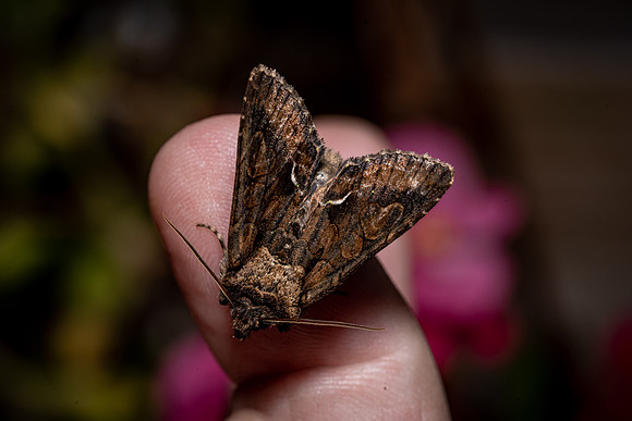 Green-brindled Crescent