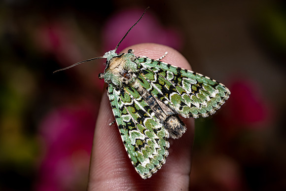 Merveille du Jour