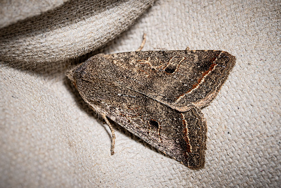 Red-line Quaker