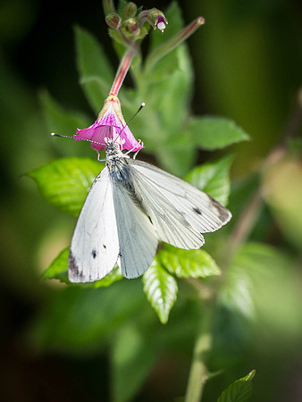 Green-veined White