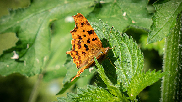 Comma