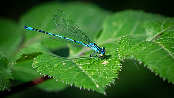 Damselfly