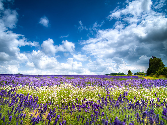 Snowhills Lavendar Fields