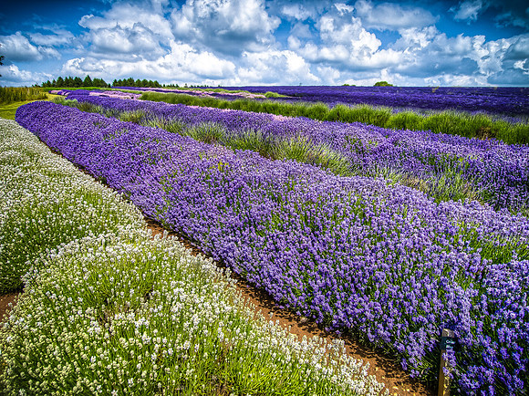 Snowhills Lavendar Fields