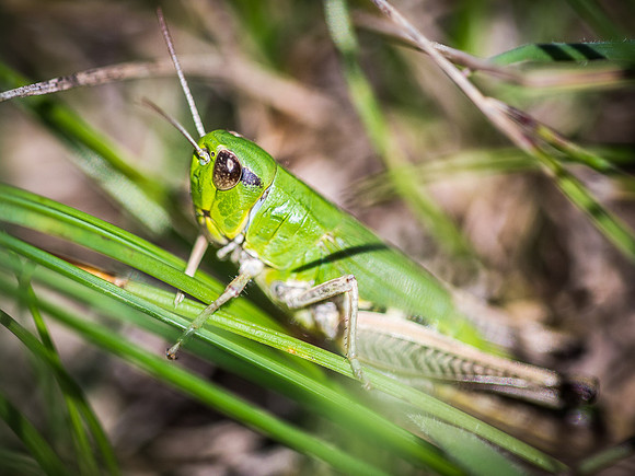 Grasshopper
