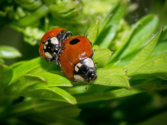 Ladybirds