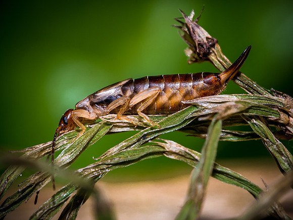 Common Earwig